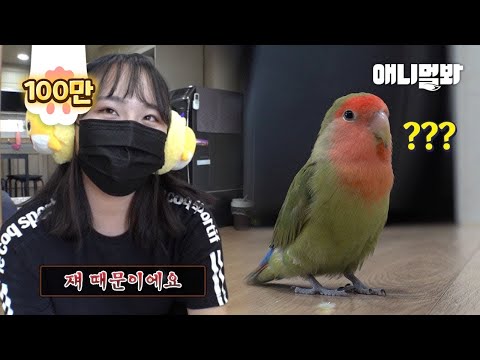 Видео: Как превратить агрессивного попугая в сладкий пирог