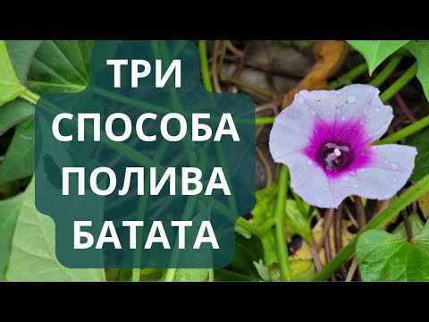 Видео: Три способа полива батата