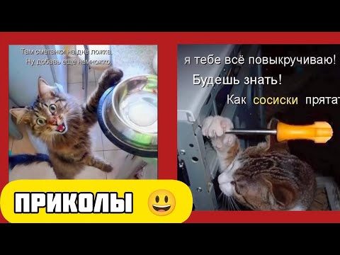 Видео: кошачий хочет быть  нос в сметане смешные приколы веселые картинки 😃 