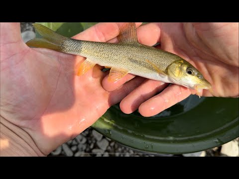 Видео: Бистриця рибалка на живця🎣🎣🎣#рибалка #риболовля 