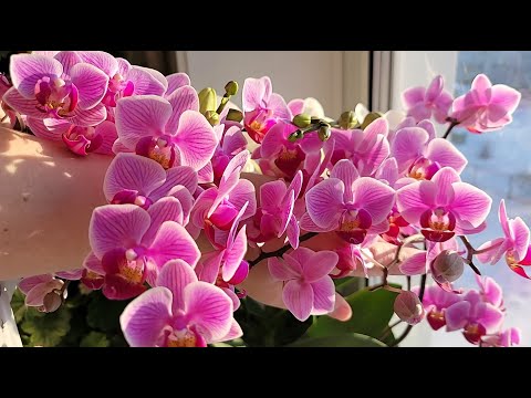 Видео: СЕКРЕТЫ каскадного цветения орхидей, чтобы выдавали как можно больше цветоносов
