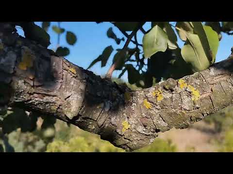 Видео: Фалькон поборов іржу на груші.