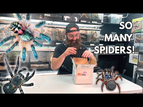 Видео: Распаковываем РЕДКИХ ПАУКОВ стоимостью 10 000 долларов!
