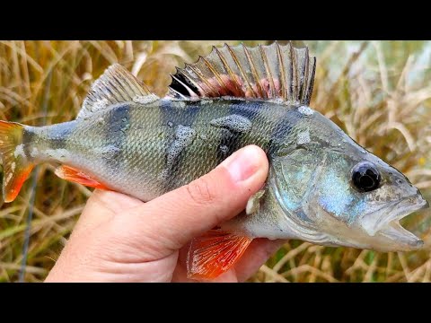 Видео: ЛОВЛЯ ОКУНЯ В ОКТЯБРЕ НА СПИННИНГ! ЖОР ОКУНЯ НА РЕЧКЕ. ПОПАЛАСЬ ЩУКА!