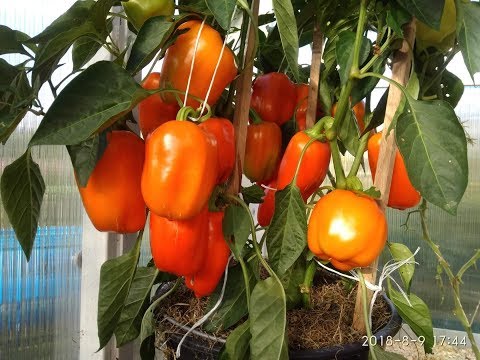 Видео: ПЕРЦЫ 2018. Обзор и немного о рубрике по выращиванию перца