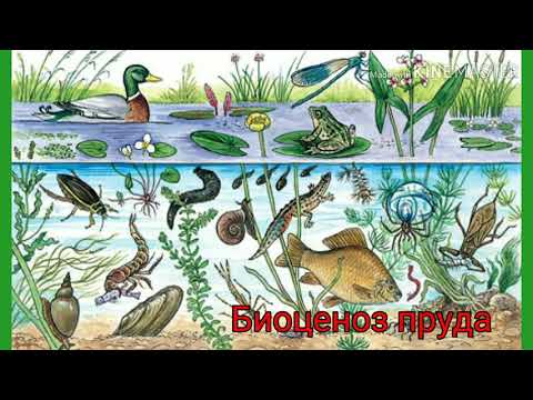 Видео: Биоценоз и его структура. Видеоурок по биологии для 9 класса.