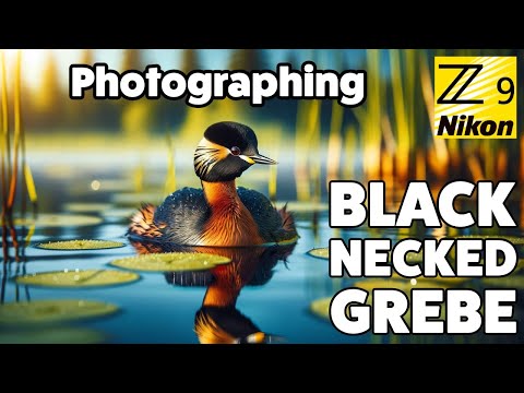 Видео: Черношейная поганка в Королевском обществе защиты птиц (RSPB) Сент-Эйданс