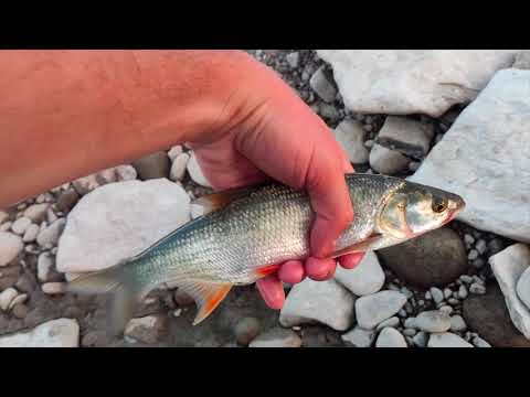 Видео: Риболовля на злитті двох Бистриць, рибалимо на новий воблер Usami
