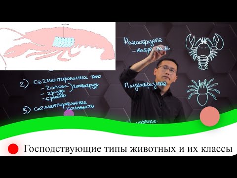 Видео: Господствующие типы животных и их классы. 1 часть. 8 класс.