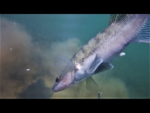 Видео: Подводная охота в низовьях Пьяны (Пильна). Судак, щука, голавль.