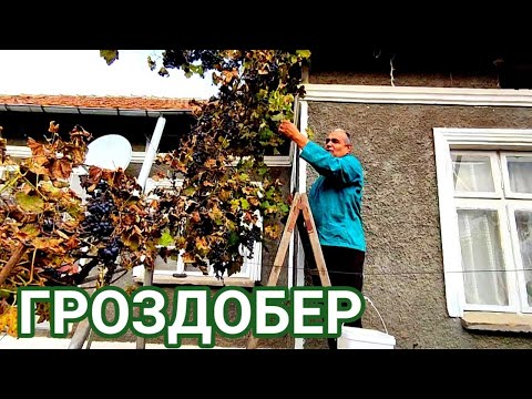 Видео: ГРОЗДОБЕР НА СЕЛО! ГРОЗДЕТО Е УЗРЯЛО И Е ВРЕМЕ ЗА БРАНЕ! БИДОНИТЕ СА ПЪЛНИ С МАТЕРИАЛ!
