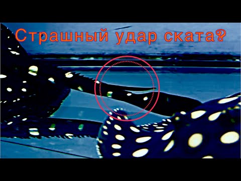 Видео: День рожденья скатофермы. Интерьвью. Мнение коллектива. Трудно ли содержать скатов?