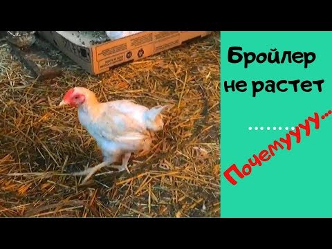 Видео: Бройлер не растет. Почему?