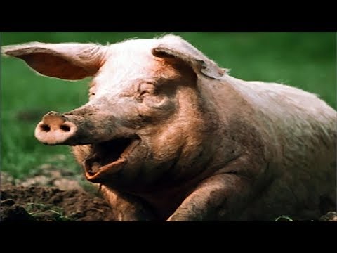 Видео: НАЙДИ ОДИНАКОВЫХ ЖИВОТНЫХ