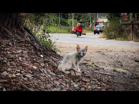 Видео: Он стоял один на обочине дороги… и мое сердце разбилось в тот момент,когда наши взгляды встретились.