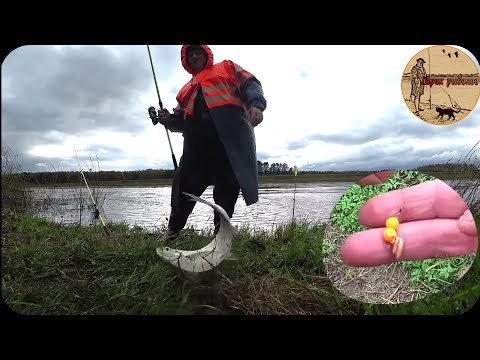 Видео: КАК ПОЙМАТЬ ЧЕХОНЬ С БЕРЕГА,РАБОЧИЙ МОНТАЖ .Рыбалка  на донки.