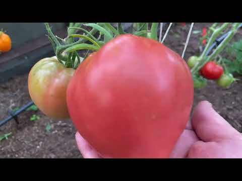 Видео: Продолжаю дополнять томатную коллекцию В.Алифирова