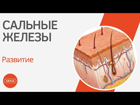 Видео: САЛЬНЫЕ ЖЕЛЕЗЫ и проблемная кожа - как это устроено?