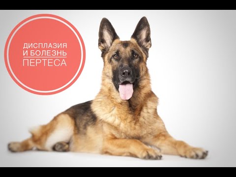 Видео: Дисплазия и болезнь Пертеса