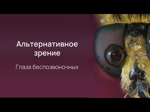 Видео: Нейробиология восприятия. Лекция 3. Глаза беспозвоночных