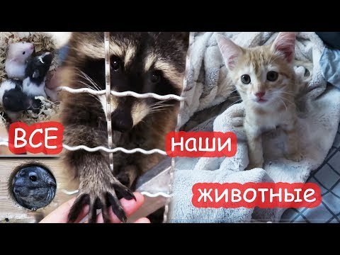 Видео: ВСЕ наши животные