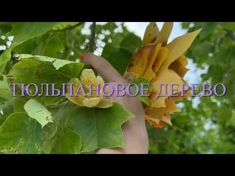 Видео: Парк Галицкого 2025. Новые зоны