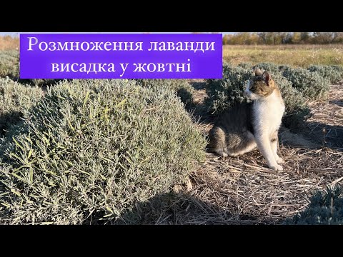 Видео: Способи розмноження лаванди. Висадка лаванди восени. Мій досвід. Моє лавандове полечко.