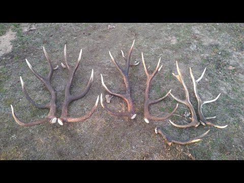 Видео: #14-24 Поиск рогов в Налибокской пуще 15 кг, март 2024,  poroże 2024