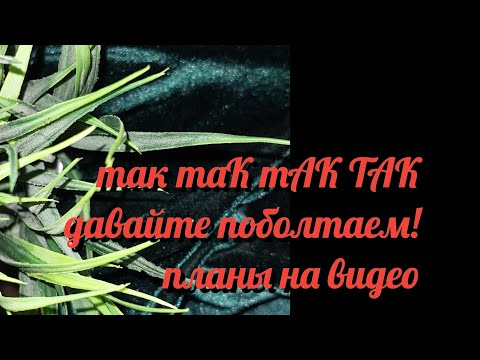 Видео: БОЛТАЛКА/ "ГРЯЗНАЯ РЕЧЬ"/ ПЛАНЫ НА ВИДЕО/ КОММЕНТЫ