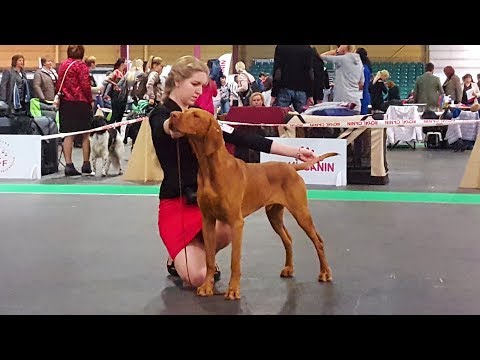 Видео: ВЫЖЛА - часть 1 - выставка собак Победитель Риги ♦ VIZSLA - ZooExpo 2017 FCI CACIB Dog Show