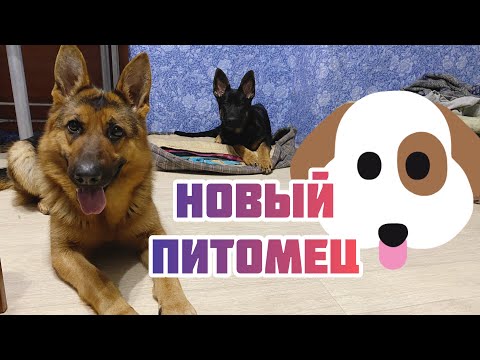 Видео: ТРИ СОБАКИ В ДОМЕ | Щенок показал кто главный | Немецкая овчарка и ...