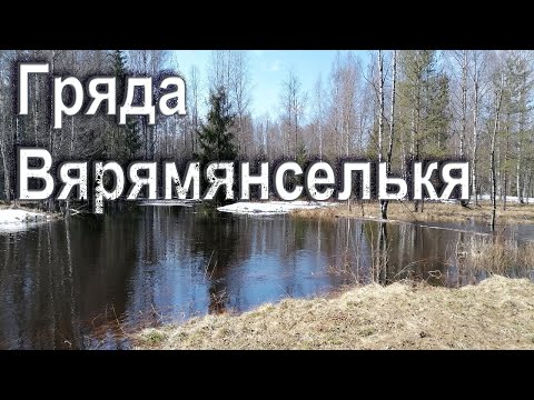 Видео: Гряда Вярямянселькя. Пеший поход по Ленинградской области