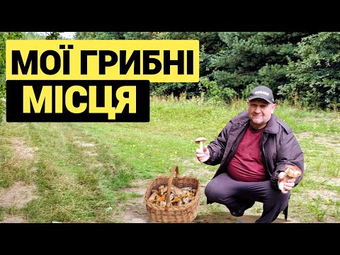 Видео: Супер грибалка. Знову зайшов грибів набрав. Назбирав Білих грибів і лисичок... 