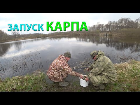 Видео: ЗАПУСК малька КАРПА в ВОДОЁМ