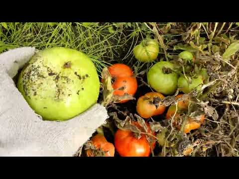 Видео: Зелений Бобкат, ківано та насіння з білого огірка. Сезон ще не завершився