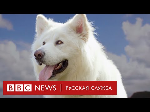 Видео: Тайная жизнь собак | Документальный фильм Би-би-си