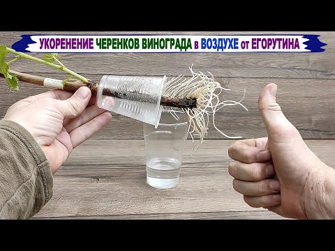 Видео: 🍇 Оригинальное 100% УКОРЕНЕНИЕ ЧЕРЕНКОВ винограда в ВОЗДУХЕ и ВОДЕ. Умный укоренитель Егорутина.