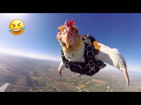 Видео: 😂 Лучшие смешные моменты с кошками и собаками в 2025 году 🐾 Невозможно не смеяться! 🤣