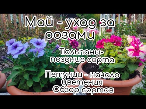 Видео: Май - уход за розами. Тюльпаны - поздние сорта. Петунии - начало цветения. Обзор сортов