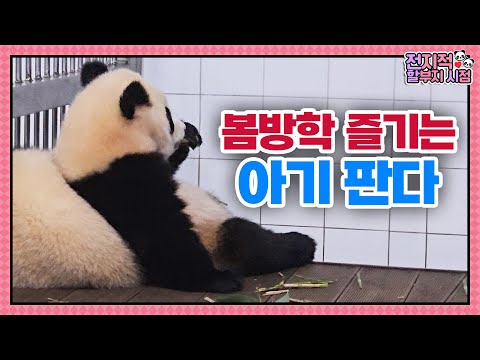 Видео: (SUB) Озорные панды-близнецы издеваются над мамой🐼│Мир панд