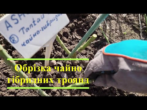 Видео: Обрізка чайно гібридних троянд.
