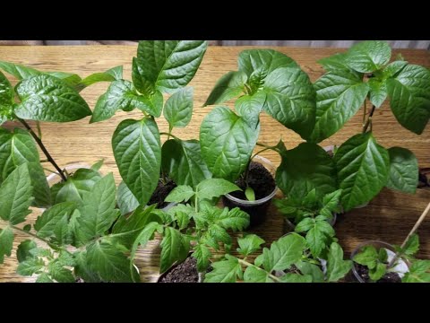 Видео: ВАЖНЫЕ ПОДКОРМКИ ДЛЯ ТОМАТОВ и ПЕРЦА! ДЕЛАЕМ ВОВРЕМЯ!