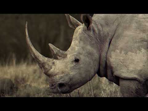 Видео: Африка, Намибия. Осень 2024г. / Africa, Namibia. Fall 2024