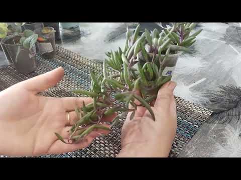 Видео: Излишки растений на 1.08.25г.🌷🌷🌷