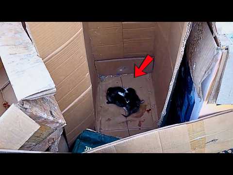 Видео: Три новорождённых котёнка, забытые матерью в мусоре, были случайно услышаны проходившим мужчиной.