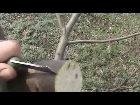 Видео: Прививка яблони весной (grafting Apple trees)