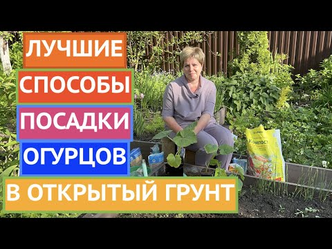 Видео: ТОП-3 СПОСОБА ПОСАДКИ ОГУРЦОВ В ОТКРЫТЫЙ ГРУНТ!