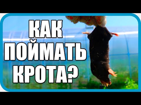 Видео: 🔴 КАК ПОЙМАТЬ КРОТА. ПРОСТОЙ СПОСОБ ОТ ОХОТНИКА ИЗ ДЕРЕВНИ