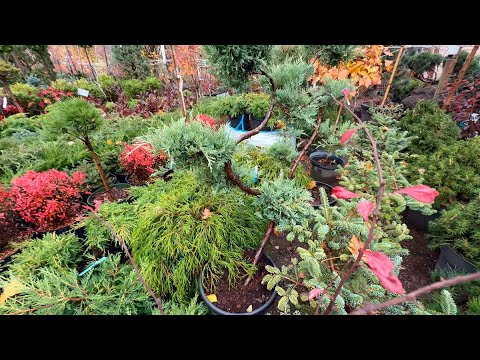 Видео: Такого питомника растений я ещё не видела!