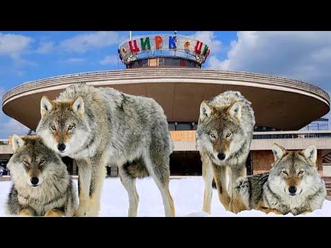 Видео: Вот почему Волки не выступают в Цирке !!!